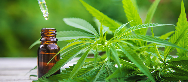 Curso de Producción de Aceite de Cannabis